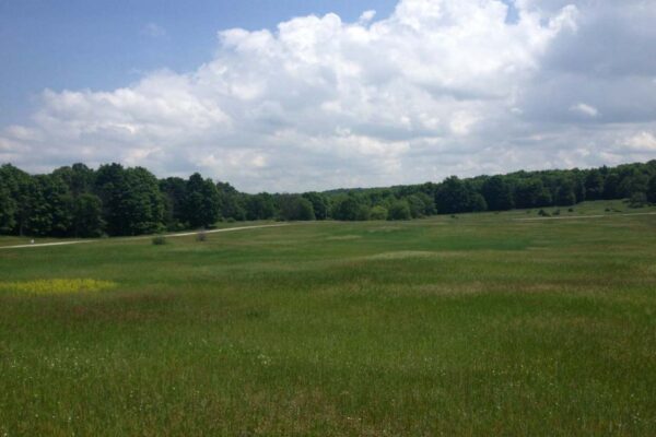 Wide view of a grassy meadow with tall hardwood forests on the horizon.