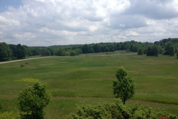 Wide view of a grassy meadow with tall hardwood forests on the horizon.