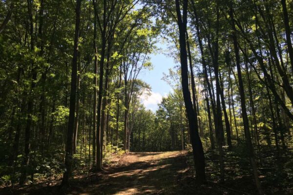 Sun dappled dirt trail through the woods into a big clearing near the Beebe Road residential property development in Kalkaska County.