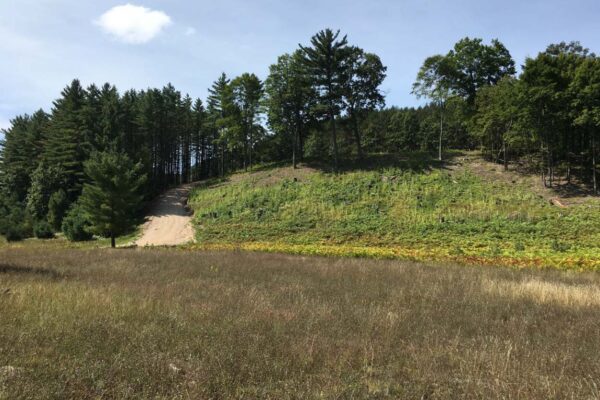 View of a small fern and tree-covered hill from a meadow.