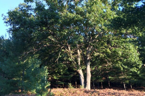 Huge oak tree standing at the edge of a parcel of land.