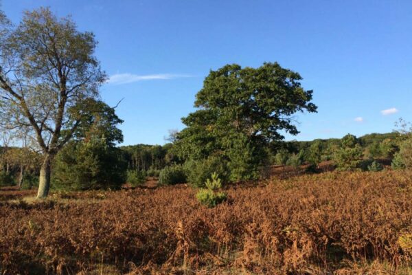 Wide view of a meadow in late autumn with one large tree on the left and many dried ferns.
