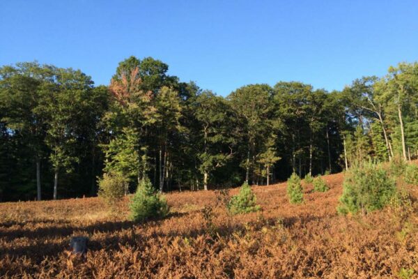 Wide view of a meadow in late autumn covered in brown dried ferns with a hardwood forest in the distance.