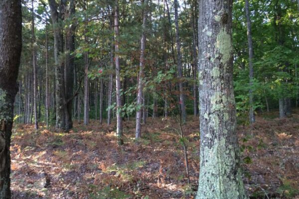 Close vie of the hardwood forest in late autumn with moss on the trees.