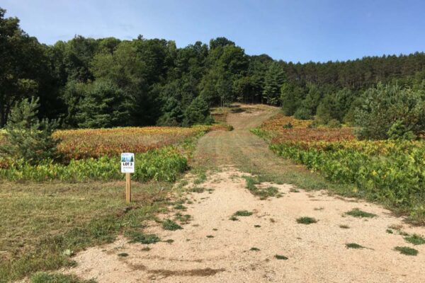 Dirt driveway leading into Lot number 3 lined with ferns and pine trees on both sides.