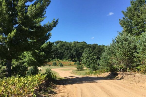 Dirt road cul de sac lined with pine trees on both sides in the Big Sky residential property development in Wexford County.