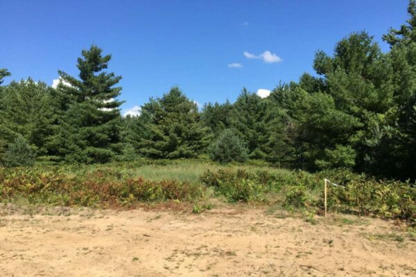 Large property parcel with ferns in the foreground and large pine trees in the distance.