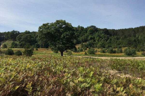 Wide view of a landscape with ferns in the foreground, a pine and hardwood forest in the distance, and a large solitary maple tree standing next to the road that winds through the shot.