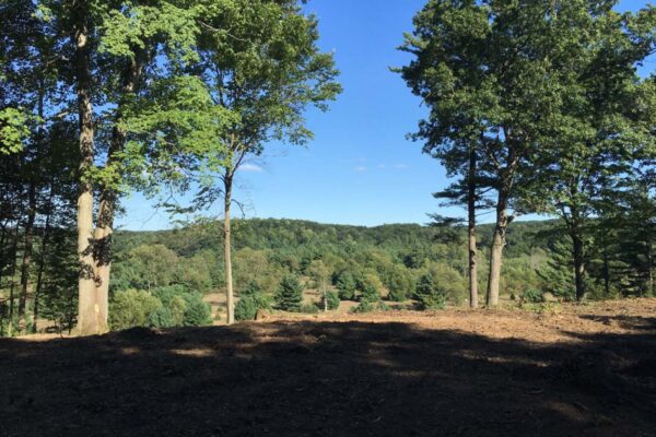 View from the top of a hill overlooking pine forests in the distance.