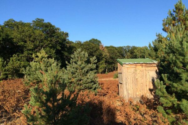 Small wooden shed with a green metal roof nestled in between ferns and pine trees near a dirt road.