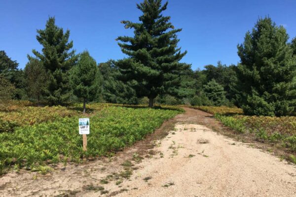 Dirt driveway leading into lot number 7 with ferns and tall pine trees lining the drive.