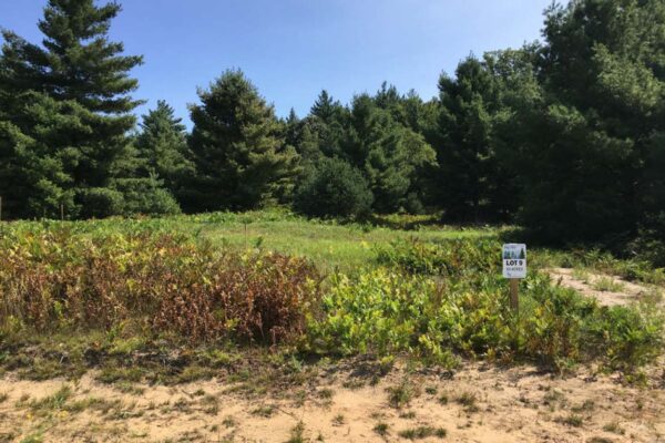 Fern and grass meadow at the front of lot number 8 with large pine trees at the edge.