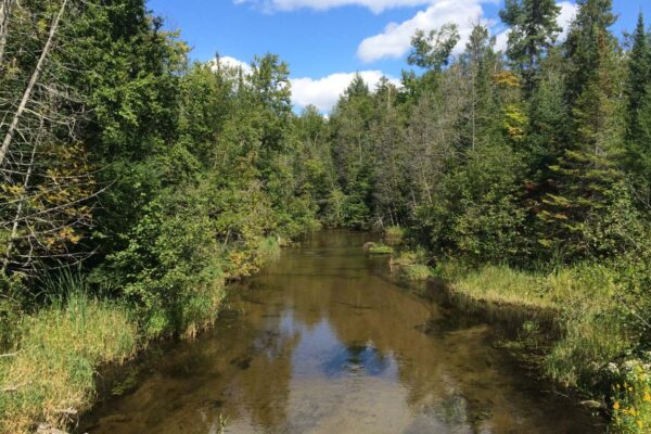 A shallow and calm arm of the Rapid River bordered by reeds and cedar trees on both banks.