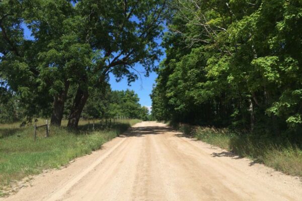 Dirt two-track road covered with huge hardwood trees on both sides.