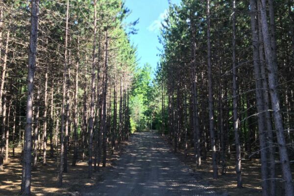 Dirt road through a tall pine forest.