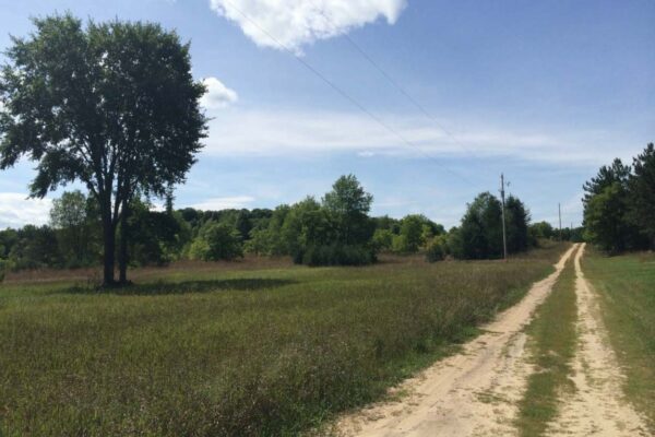 Dirt two-track road crossing a beautiful clearing parallel to the electrical lines.