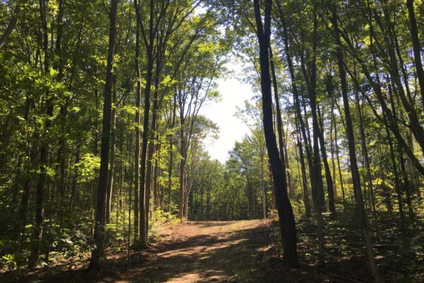 Sun dappled hiking trail through the woods near the Black Walnut Lane residential property development in Kalkaska County.
