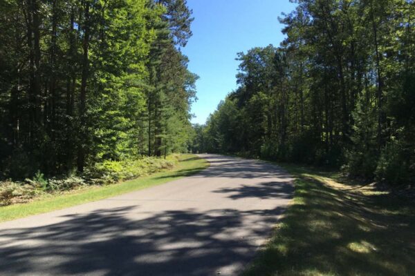 Lightly curved blacktop road through a tall hardwood forest.