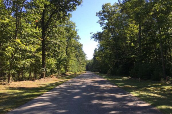Straight blacktop road shaded by large hardwood trees on both sides.