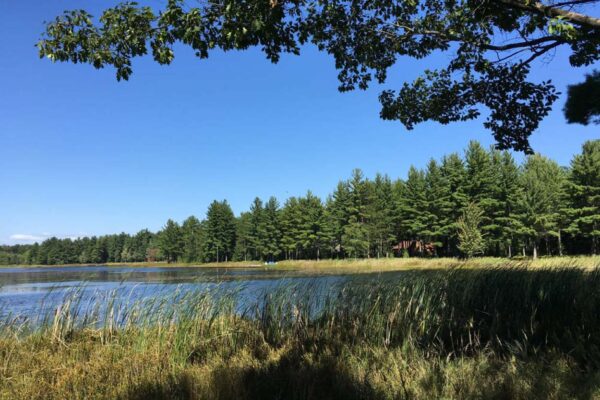 Wide view of an inland lake with pine and hardwood forests on the far bank and thick reeds and cattails in the foreground.