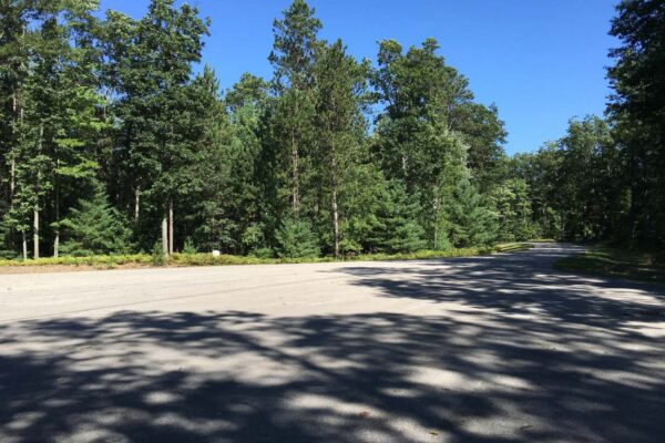 Lightly curved blacktop road through a tall hardwood forest.