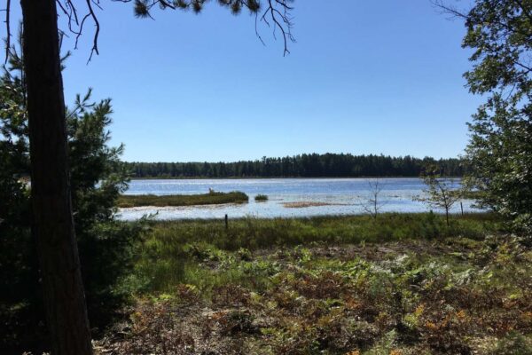 Shaded view of the grassy bank of an inland lake from the forest.