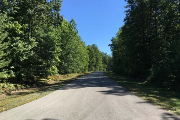 Straight blacktop road shaded by large hardwood trees on both sides.