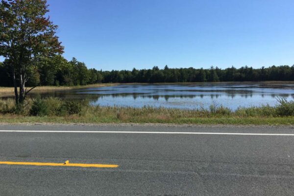 View of an inland lake with pine forests on the far bank and thick reeds and the edge of a blacktop road in the foreground.
