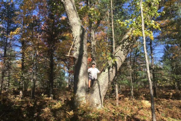 Smiling man in a hat sitting in a large old hardwood tree.