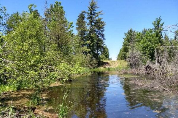 Wide view of Carpenter Creek with bushes and trees lining the banks.