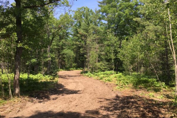 Rough, ungraded dirt road through the woods near the Carpenter Creek residential property development.