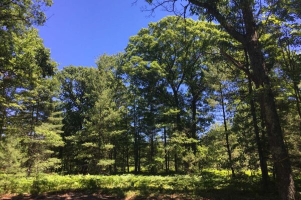 Wide view of large hardwood trees and ferns bordering the edge of one of the lots at Carpenter Creek.