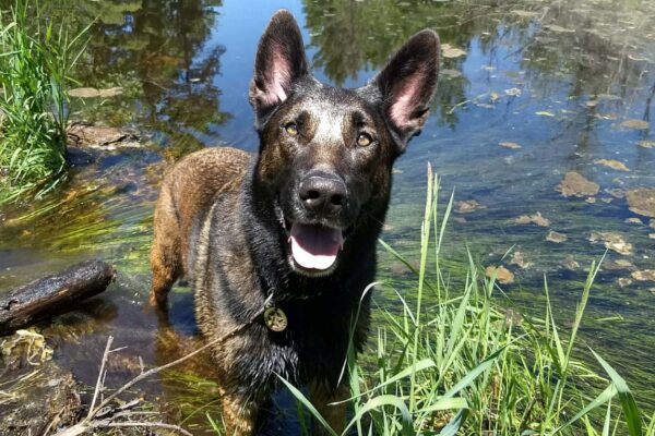 Happy German Shepherd dog standing in the water at Carpenter Creek.