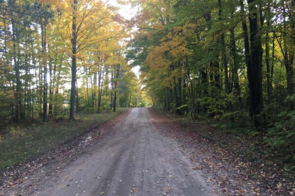 Dirt road covered in autumn leaves lined with tall hardwood trees on both sides.