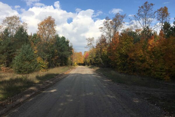Dirt road through the countryside lined with pines and hardwoods under a partly cloudy sky.