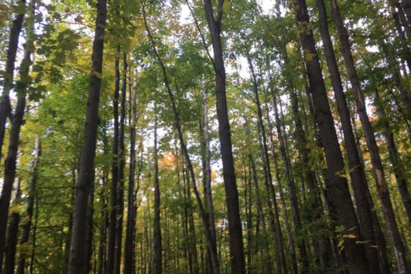 Upward view of a hardwood forest in early autumn.