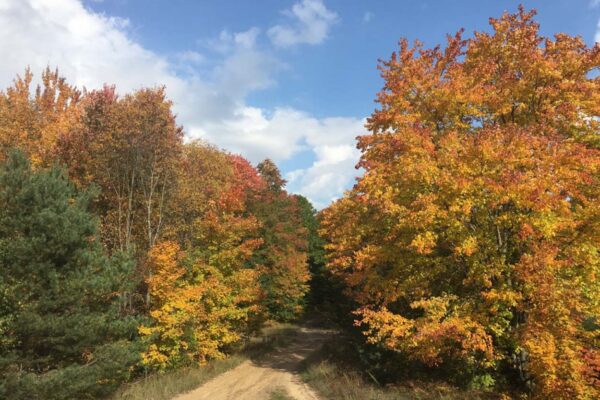 Dirt two-track through the Northern Michigan woods in autumn under a blue sky.