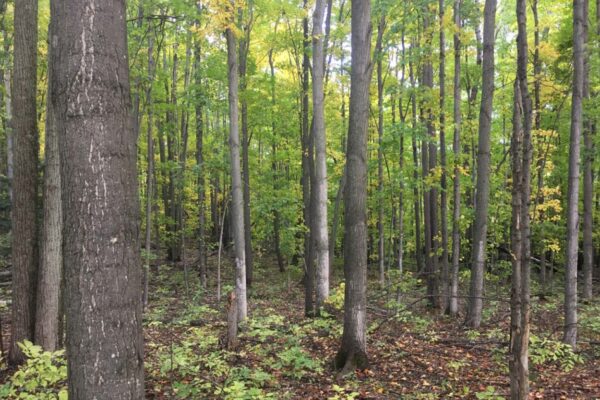 Close view of a hardwood forest just starting to turn colors in the fall.