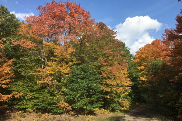 Tall hardwood trees in bright autumn colors shading a small dirt two-track through the trees.