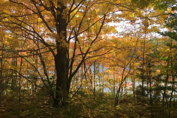 Sneak peek of Cook Lake through the trees in autumn.