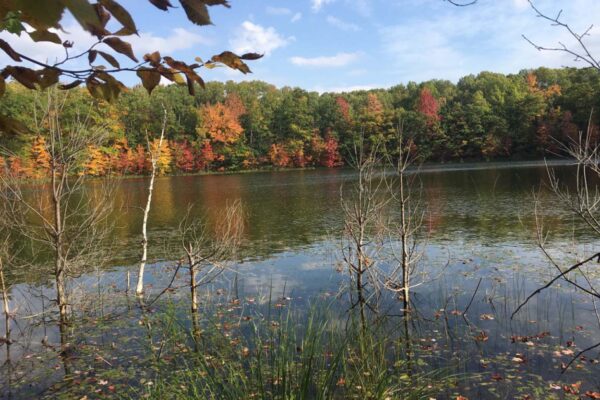 Panoramic view of Cook Lake with beautiful, bright hardwood trees on the far bank in full autumn colors and reeds in the foreground.
