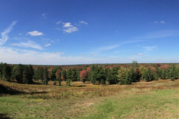 Wide panoramic view of a large sloping meadow dotted with ferns and an expansive pine and hardwood forest on the horizon with fall colors.