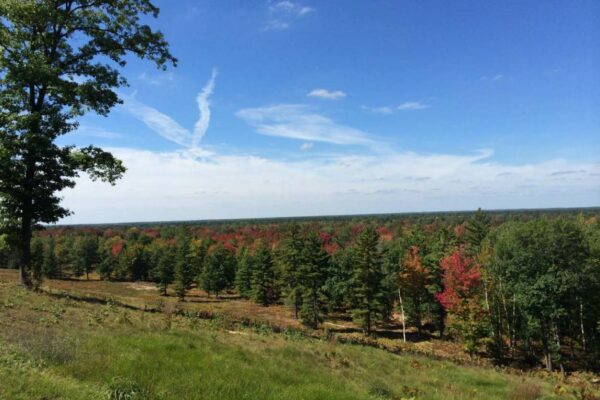 Sloping hill covered in grass and ferns with one lone tree on the left and a pine and hardwood forest in full autumn color on the left.