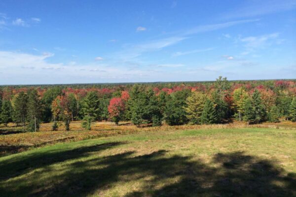 Wide panoramic view of a large sloping meadow dotted with ferns and an expansive pine and hardwood forest on the horizon with fall colors.