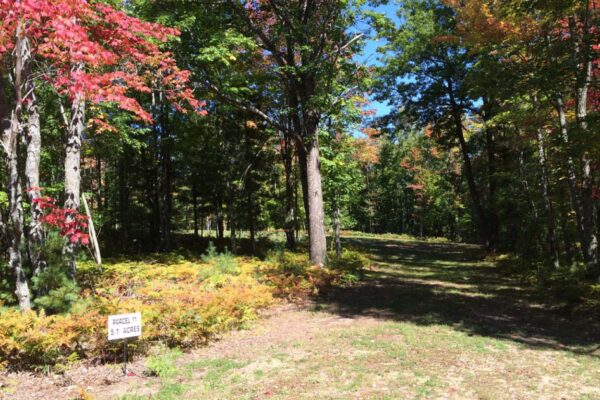 The entrance to Parcel number 11 with tall hardwoods in full autumn color and a wide clearing covered in grass and ferns.