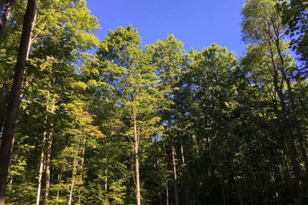 Kingsley Bowerman Property Photos 5