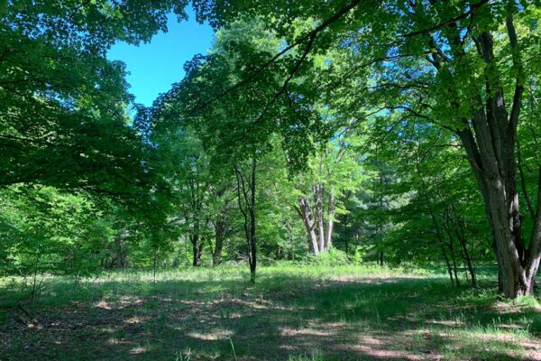 Finished lot with healthy grass and surrounded by mature hardwood trees at the Metzgar Road property development.