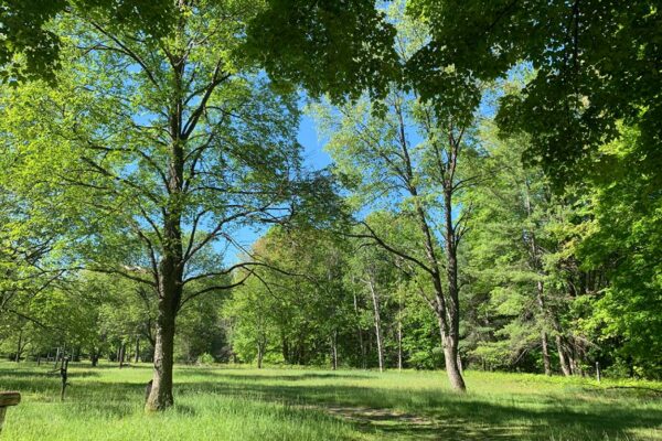 Sunlit path through the woods on the Metzgar Road property development.