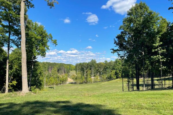 Wide sun-drenched meadow lot surrounded by mature hardwood trees under a clear blue sky.