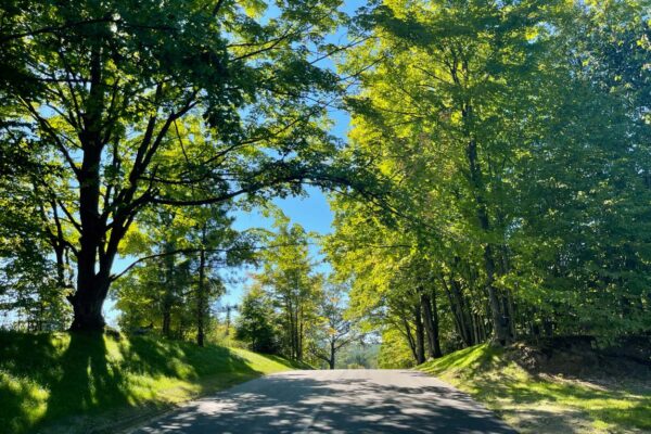 Tree-lined and shaded road leading into the Paradise Ranch Estates property development in Grand Traverse County.